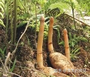 植物的光合作用可以被取代嗎