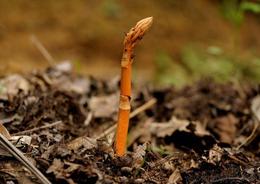 天麻種苗供應信息 天麻種苗批發(fā) 天麻種苗價格 找天麻種苗產(chǎn)品上