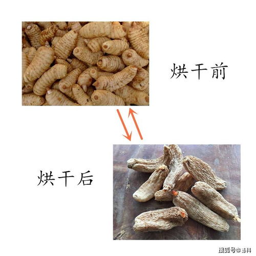 如何挑選好用的天麻烘干機(jī)