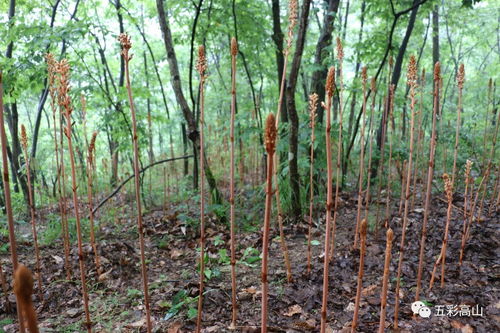 市烏江經(jīng)濟(jì)走廊建設(shè)開發(fā)專題調(diào)研組前來高山調(diào)研