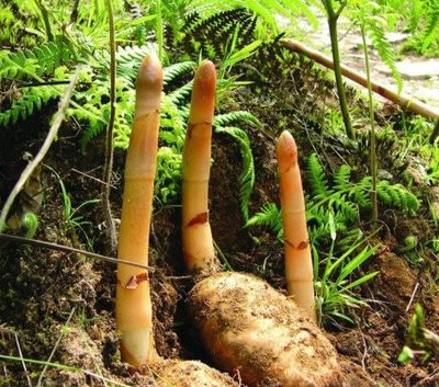 表哥辭去工作進入深山,只為尋找這種綠植,啥植物這么吸引人!