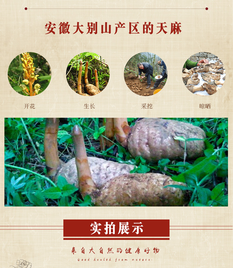 天麻的種類與產地探析 大別山至云南昭通小草壩的多樣特色