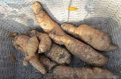 農(nóng)民挖天麻意外得寶，野生靈芝價值連城