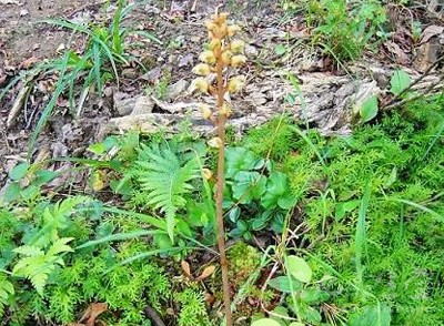 天麻的功效與作用詳解，野生天麻的禁忌及食用方法